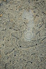 Tropical crabs on African beach running and digging holes under the sand