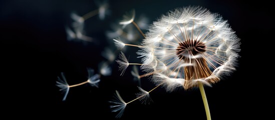 Close up image of a dandelion clock seed head with copy space