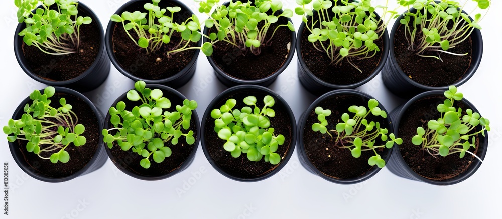 Poster a top down view of black pots containing young sprouts set against a white wooden backdrop allowing 