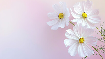 Fototapeta premium beautiful background of flowers. blank background space with white cosmos flowers