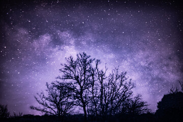 Naklejka premium infrarouge en arbre