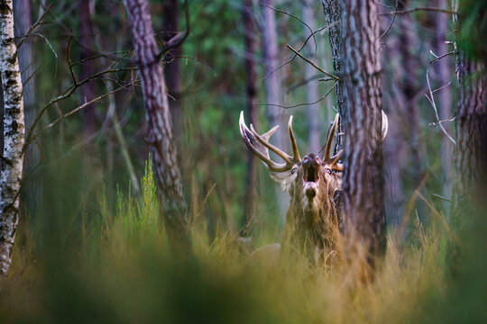 brame du cerf
