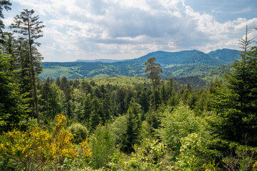 Forest cover in the Vosges hills. Forest as far as the eye can see above a village called Lutzelhouse.