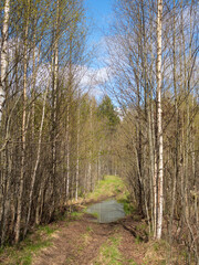 landscape in spring