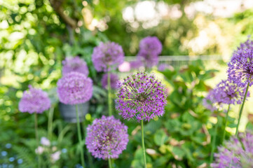 Lila Blüten von Allium im Sommer