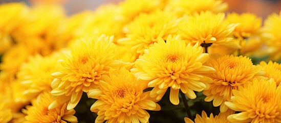 Fototapeta premium Autumn brings a lush display of yellow chrysanthemum flowers creating a beautiful copy space image