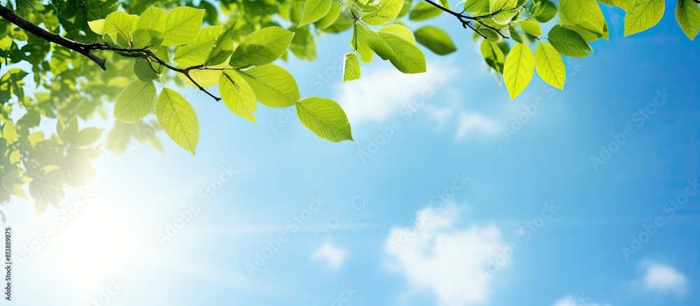 Poster a sunny blue sky serves as the backdrop for a tree branch adorned with green leaves creating a summe