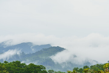 Forest and morning fog