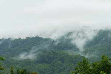 Obraz premium Forest and morning fog