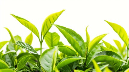 fresh tea leaves, against a white background