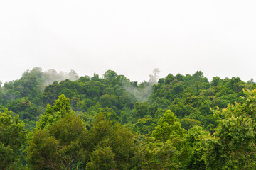 Mountain covered with green trees
