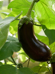 An aubergine rich in vitamins and mineral salts vegetable of the summer. 