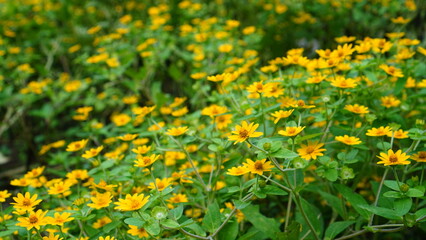 field of butter daisy flowers