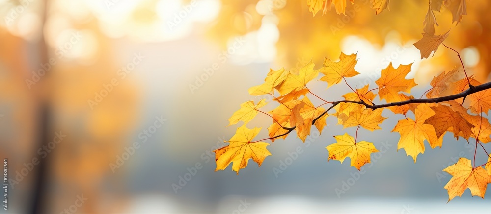 Poster a vivid autumn scene with yellow maple leaves adorning a tree against a blurred background creating 