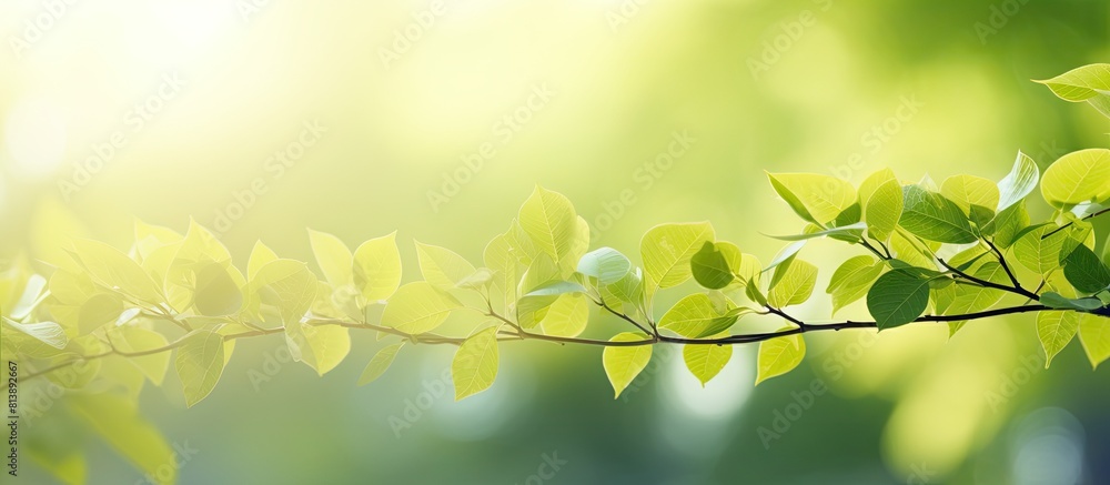 Poster spring and summer green leaves background with a copy space image