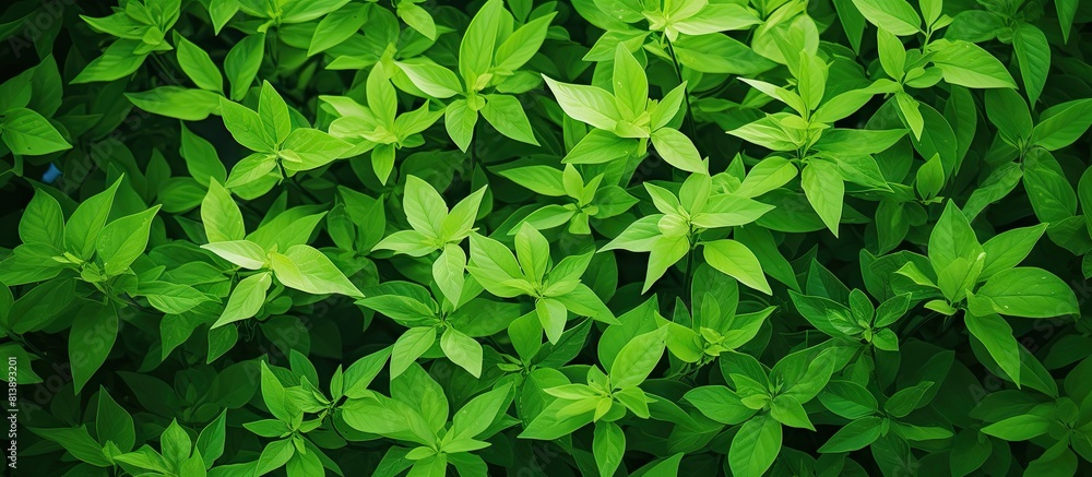 Poster spring and summer green leaves background with a copy space image