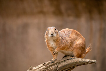 Prairie Dogs