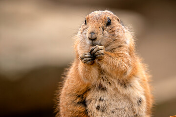 Prairie Dogs