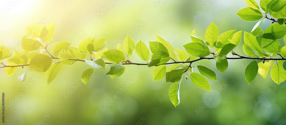 Poster spring and summer green leaves background with a copy space image
