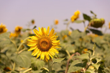 Blooming sunflowers in the field.