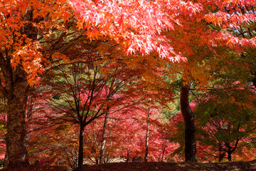 もみじ湖(箕輪ダム)の紅葉