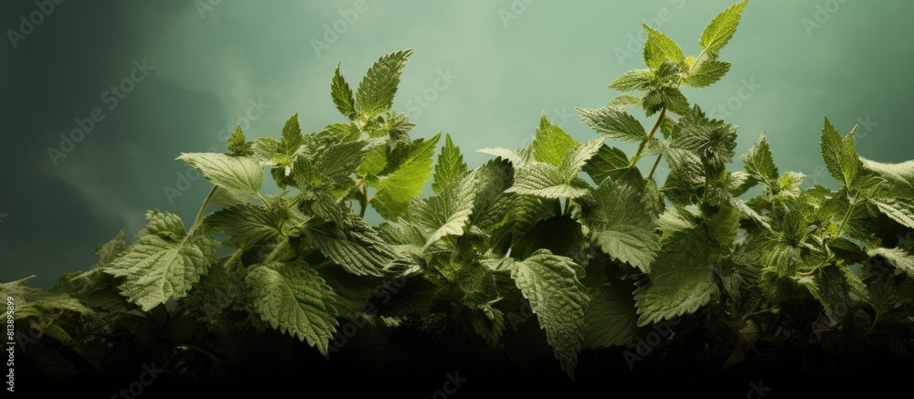 Poster The transformation of catnip leaves from green to brown beautifully captured in a closeup copy space image