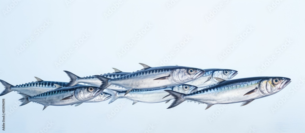 Poster a photograph featuring a group of mackerel fish caught on land with a clear area for additional text