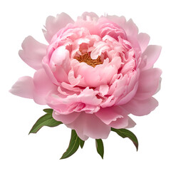 Peony flower isolated on a transparent background