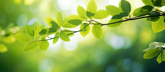 A stunning close up of lush green leaves against a background of blurred trees bathed in sunlight in a public garden Perfect as a backdrop in landscape photography with ample space for text or graphi
