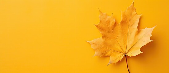 Fototapeta premium A top view of a single autumn maple leaf resting on a textured bright yellow background creating a visually captivating copy space image