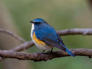 森の中で枝に留まっているルリビタキの雄