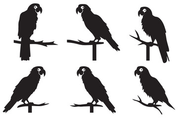 Black silhouette set of parrot on a white background