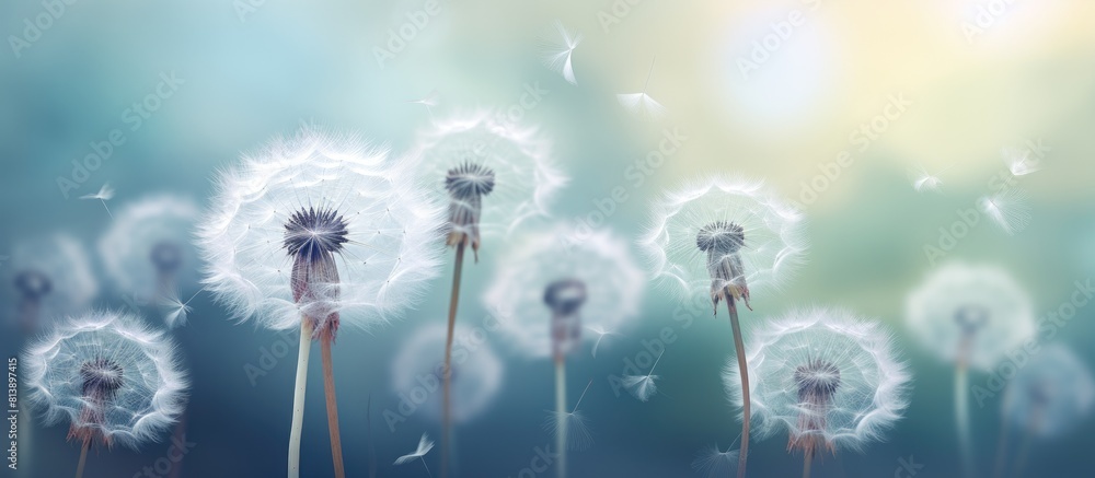 Poster a stunning image featuring white dandelion flowers against a blurry background. copy space image. pl