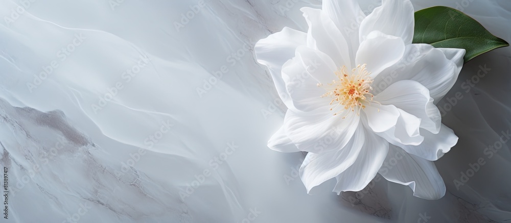 Aufkleber a white cotton flower is placed on a marble table creating a background for a copy space image