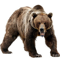 Brown grizzly bear front view isolated on white background.
