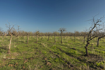Obraz premium barren green meadow with dry, empty trees