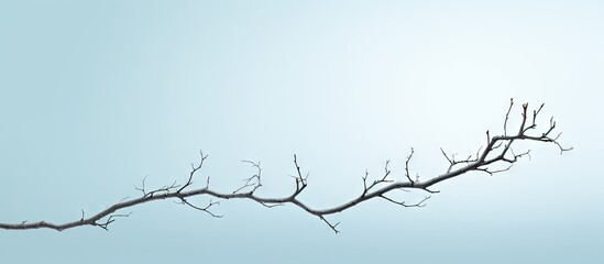 The image shows a branch extending into the sky with a white background. Copy space image. Place for adding text and design
