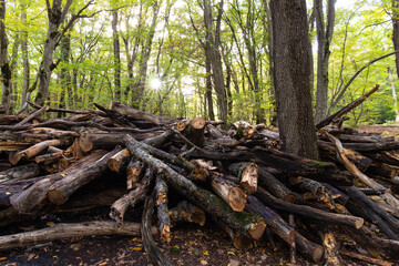 Many logs are harvested in the forest.