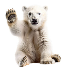 polar bear baby paw up, isolated on white background.