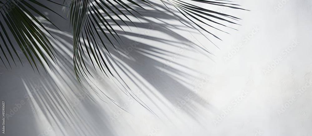 Poster a modern abstract background for summer with copy space featuring the beautiful shadows of palm tree