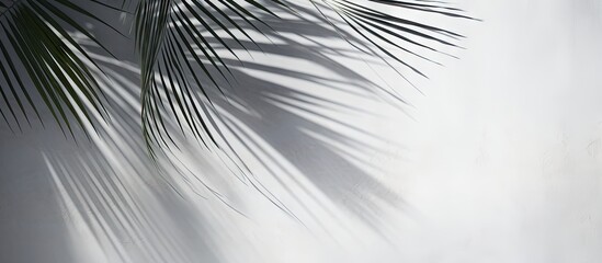 Obraz premium A modern abstract background for summer with copy space featuring the beautiful shadows of palm tree leaves cast on a gray wall