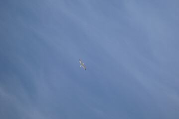 Cielo