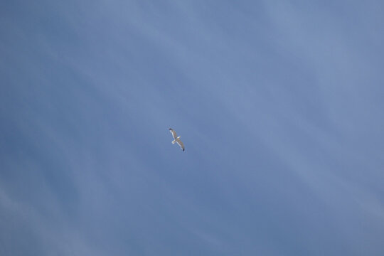 Cielo