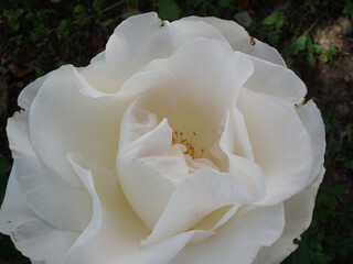Rosa