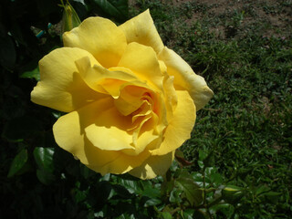 Rosa
