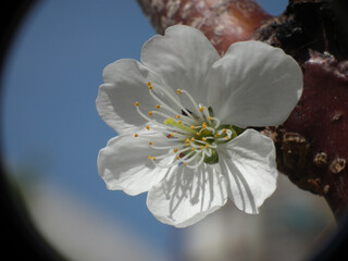 Ciliegio