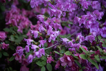 flowers in the garden