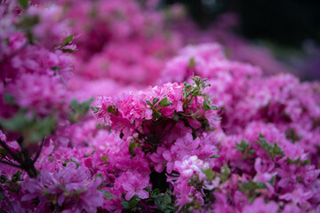 Obraz premium flowers in the garden