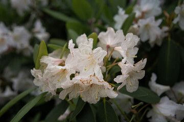 flowers in the garden