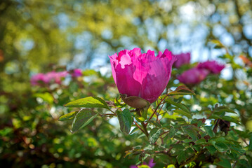 Pink peony blossom in the garden